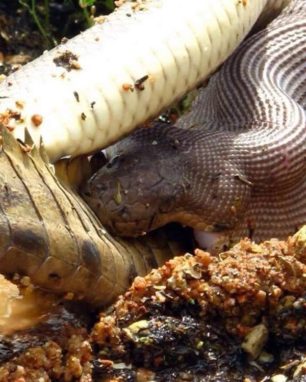 根据这位专家指出，原来，蛇类只要嘴巴足够大，几乎什么都吃。
