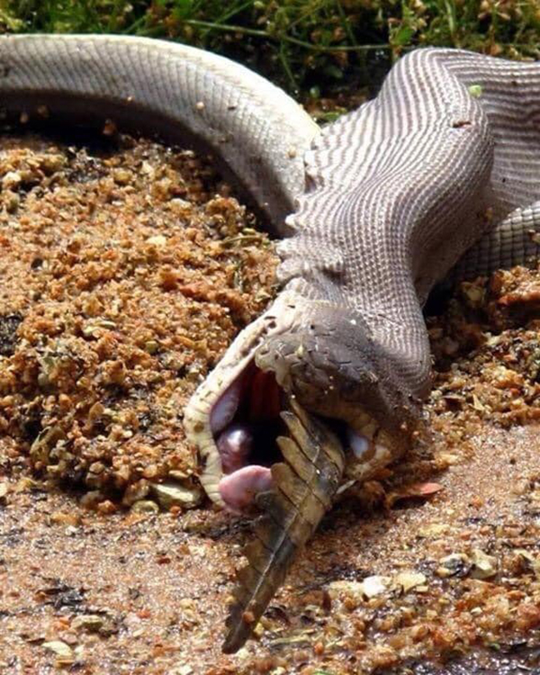 橄榄蟒吞食鳄鱼并不罕见，它们可以张开下颚让自己咬得更大口。