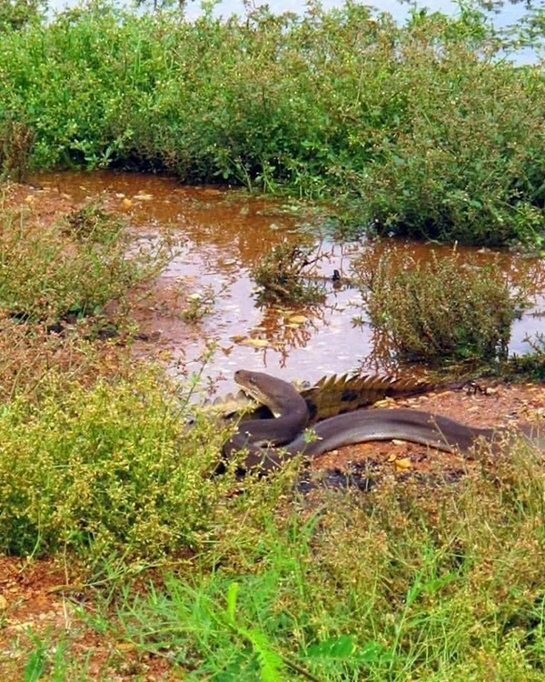 澳洲一名男子在北部一处湿地里，目睹了一条巨大的橄榄蟒（olive python）吞食一只淡水鳄的过程。