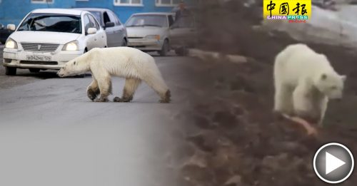 北极熊奔数百公里  入城找食物
