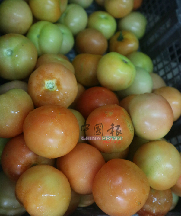 番茄涨价，之前每公斤售价2令吉多，目前是4令吉多。
