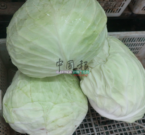 中国的包菜，非常大颗，是许多家庭顾客的选择蔬菜之一。