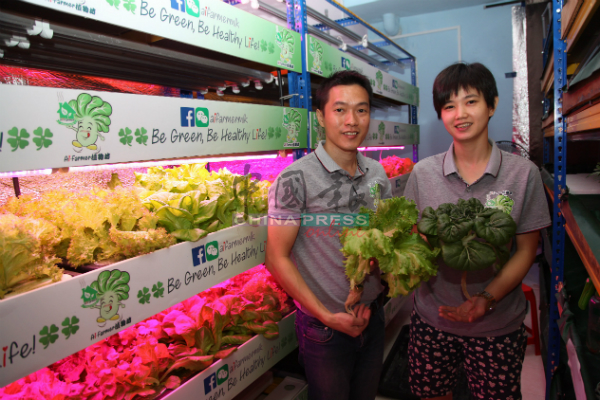 李建文与杨桃云2017年4月开始自学温室栽培种植法，并将收成批发至州内百货商场。