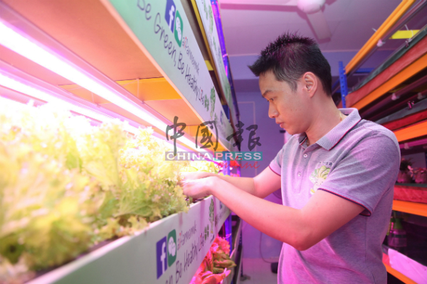 李建文每天开启16至18个小时的LED灯照耀蔬菜，协助蔬菜成长。