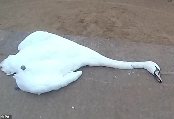 遭虐待死亡的白天鹅。图：互联网