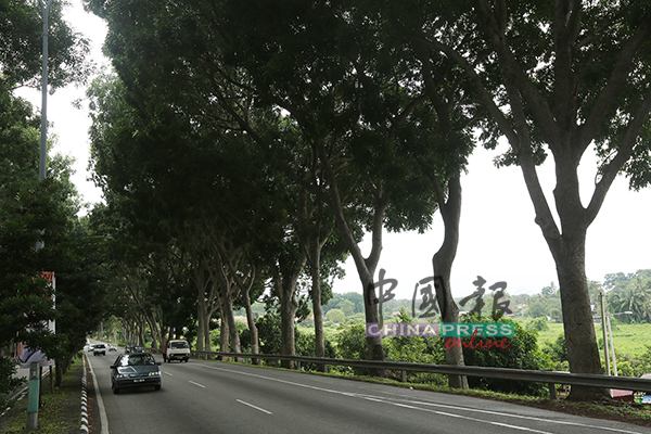浮罗加东路路旁主要都是栽种加亚树，但意外风险高，因此市政厅有意将马六甲树取而代之。