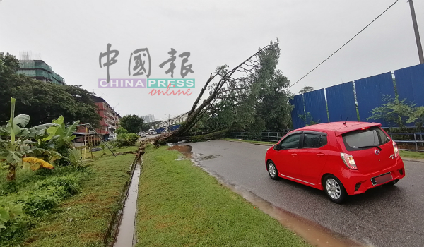 一些车辆发现大树倒下而无法通行，只好绕道而行。