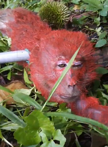 “红”猴子被捕后，显得一副楚楚可怜的样子。