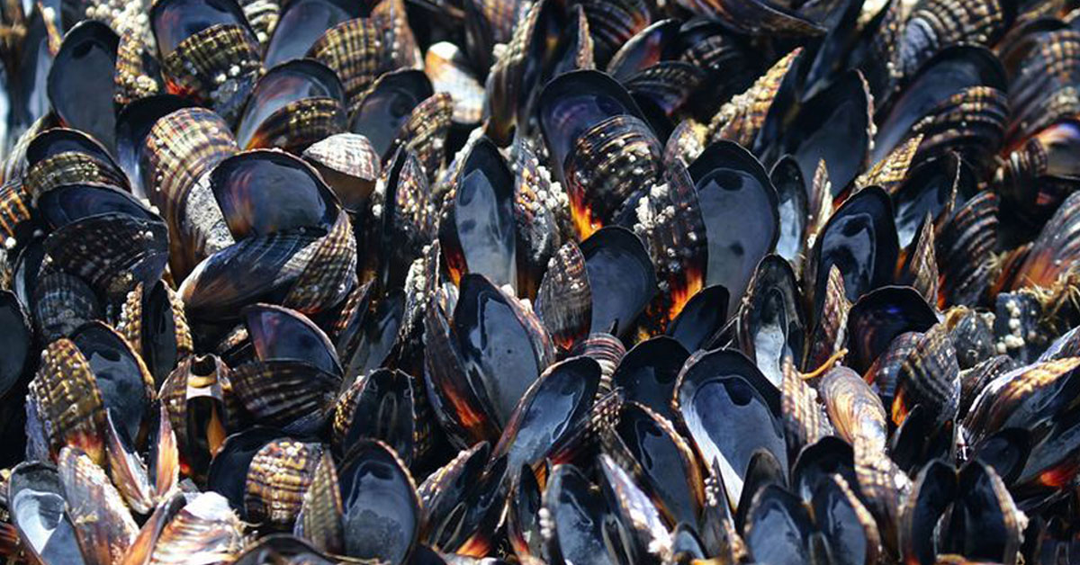 面临热浪侵袭，北加州博德加湾成千上万的贻贝被烤熟。