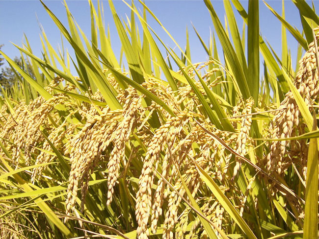 中国是食米大国，然而此前一直没有向美国采购大米。