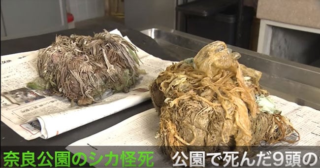 9只惨死的奈良鹿胃中发现大量变成绳状缠在一起的塑胶袋和零食袋，最大的达4.3公斤。