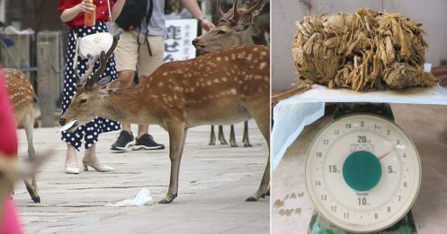 胃内塞满塑料袋 奈良公园9只鹿惨死