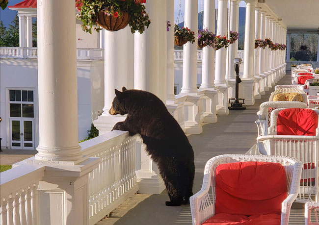 一只黑熊闯入度假村的阳台，观赏怀特山山脉美景。