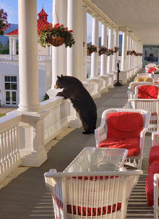 一只黑熊闯入度假村的阳台，观赏怀特山山脉美景。