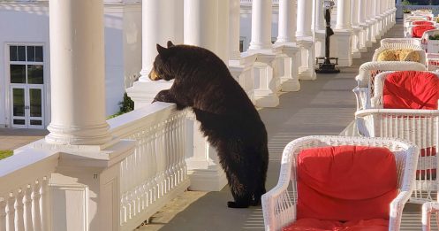 美景当前动物也心动 黑熊闯度假村 阳台欣赏日出