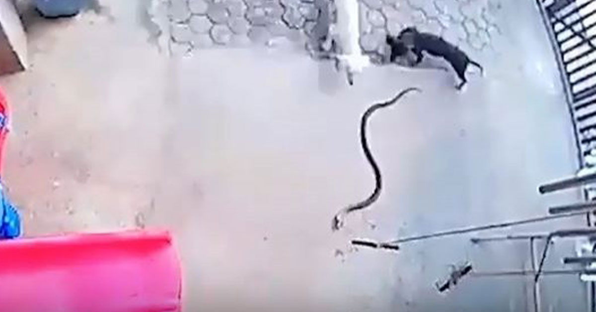 一眼镜蛇闯入菲律宾的民宅前空地，两只顾家的黑白忠犬与它搏斗。