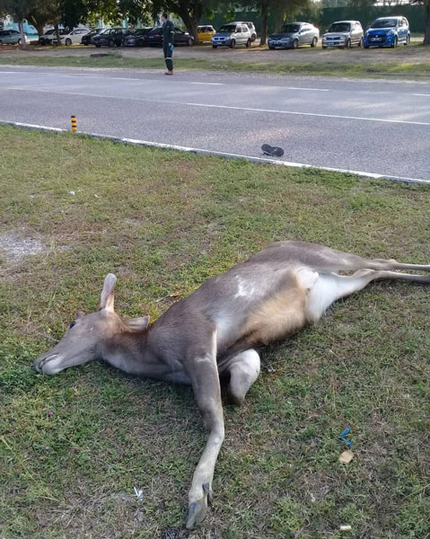 野鹿突然冲出马路，被刚好经过的摩哆撞倒。