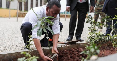 半天种3.5亿棵树  埃塞俄比亚创世界纪录