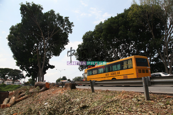 马六甲历史城市政厅以威胁市民及居民安全为由，砍伐浮罗加东大路旁11棵非洲桃花心木。