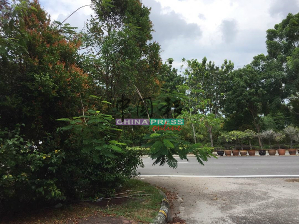 马六甲树树身不高，种植在路旁将阻挡驾驶人士视线。
