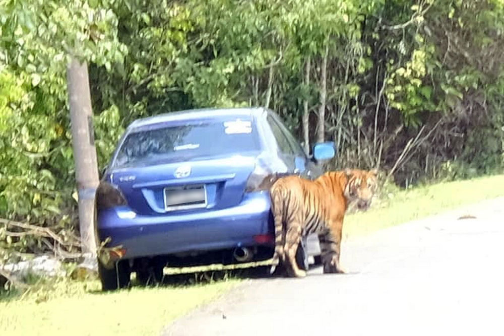 疑人类毫无节制的开芭活动，逼使生活在山林深处的老虎走上街头觅食。