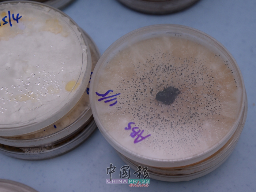 只有鲍鱼菇的菌丝会长出黑点，其他菇的菌丝若长出黑点就是受感染。