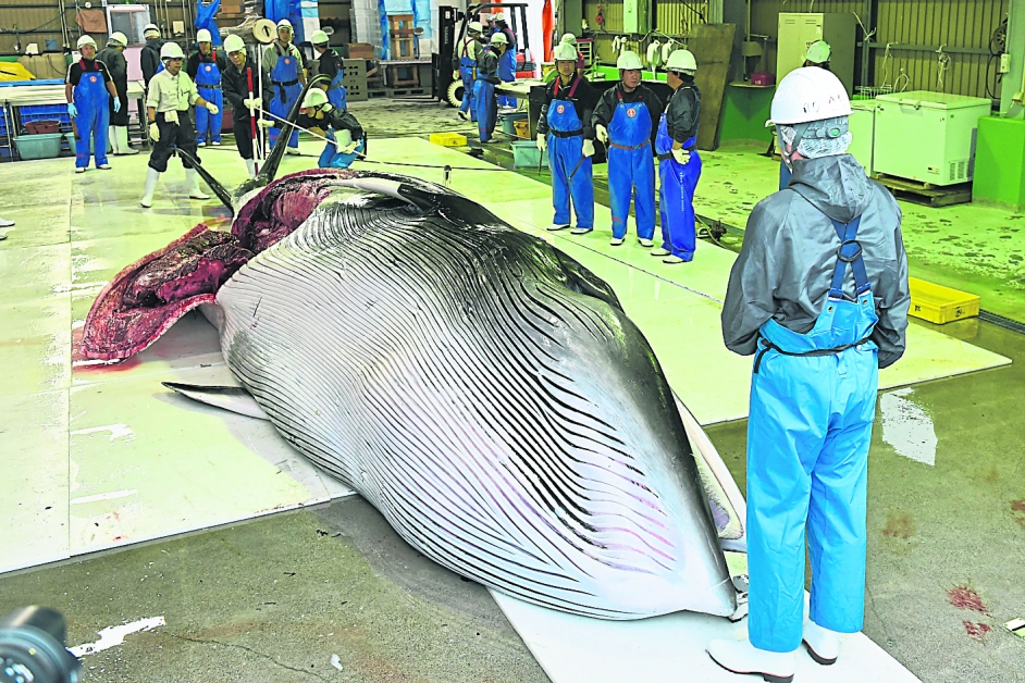 北海道港口城市钏路，工作人员在测量当天捕猎到的一头小须鲸。（法新社）