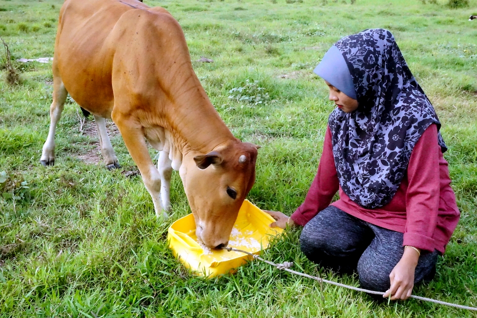 饲主每天下午都以米饭喂食母牛。