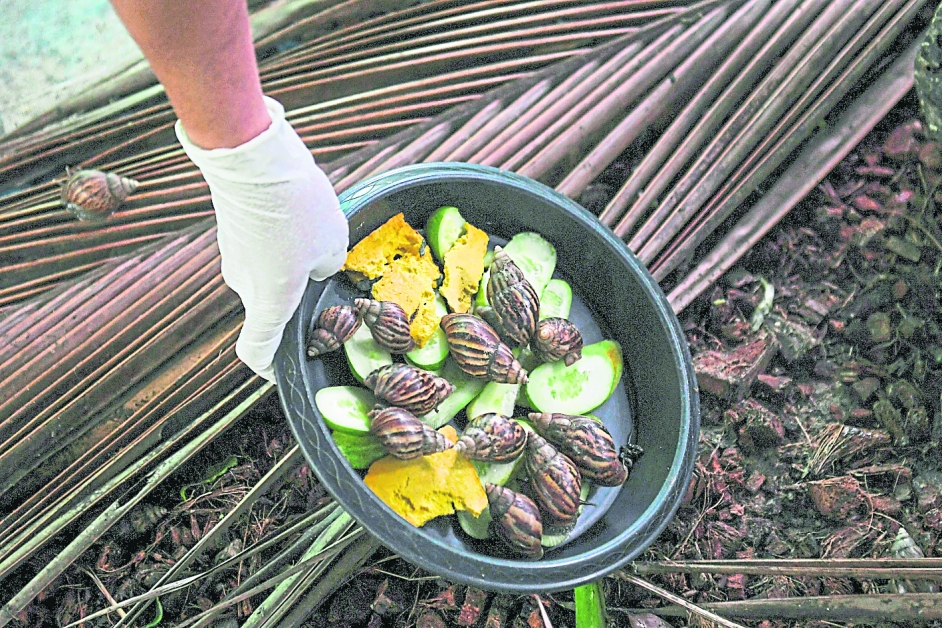 巨型蜗牛以有机南瓜、黄瓜、蘑菇喂养。（法新社）