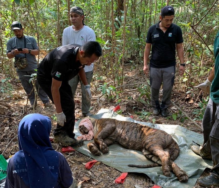 取名为“Awang Besul”的雄性野生马来虎，落网5天后证实死亡。