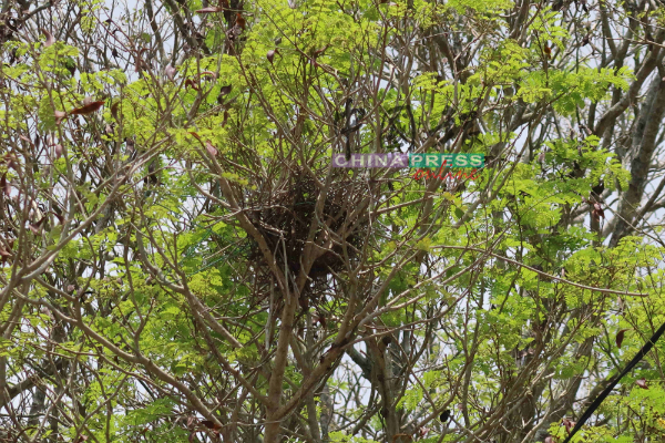 树木周边不难看见乌鸦筑巢的踪迹。　