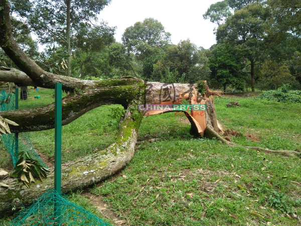 近百年榴梿树被狂风吹倒。