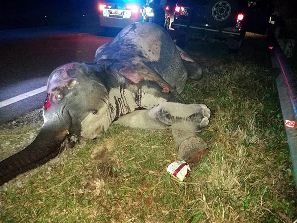 一头野象在过马路时，被拖格罗厘当场辗死。