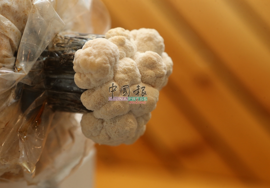 庄宝月使用橡胶木的木屑种植喉头菇，在中国则用棉花种植。本地种植的猴头菇走菌时间是三个月，出菇两星期才能采收，一个太空包可出菇三次。