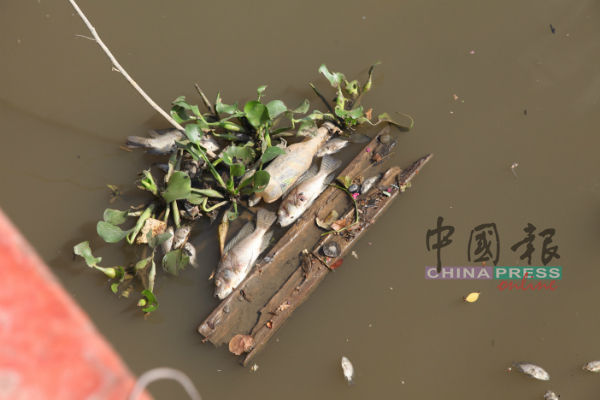 死鱼连同浮萍、垃圾与木板漂浮水面，严重影响市容。
