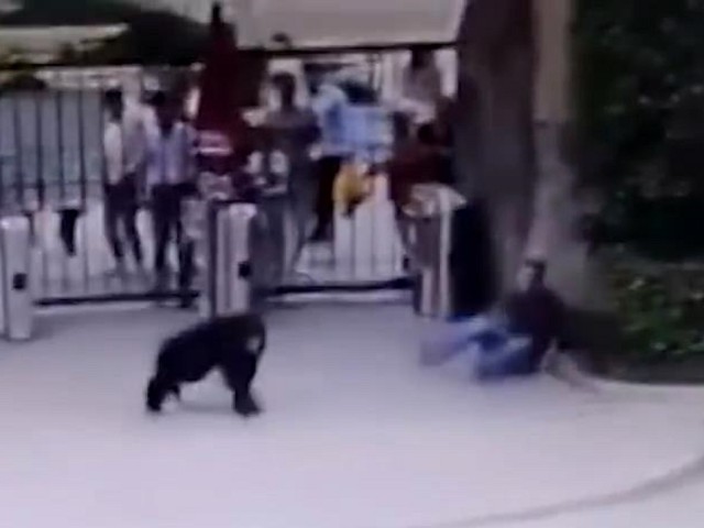 猩猩为了争取自由，一脚踹飞男员工，逃离动物园。