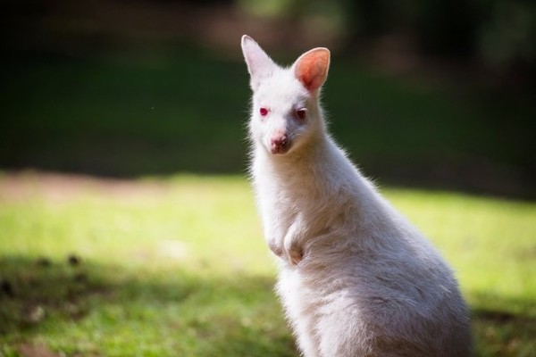 超罕见的白色袋鼠，突变机率是万分之一。