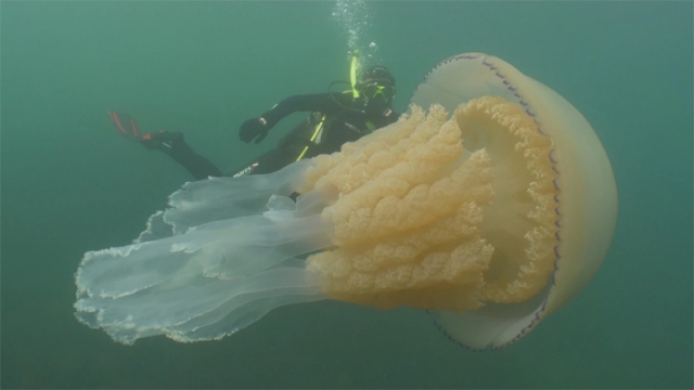 英国一位生物学家潜水时遇上罕见的巨型水母，与它共游25分钟。