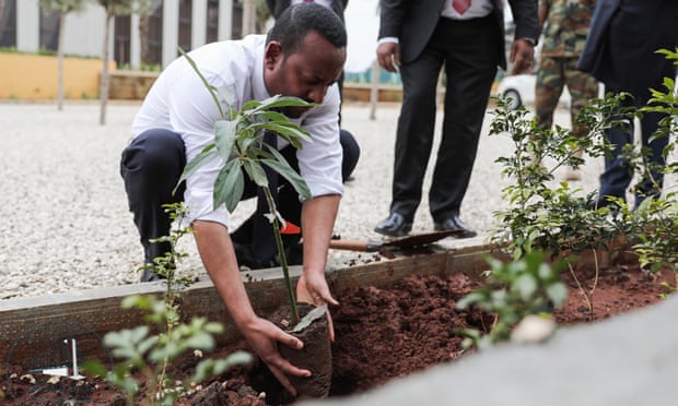 总理阿比种树。