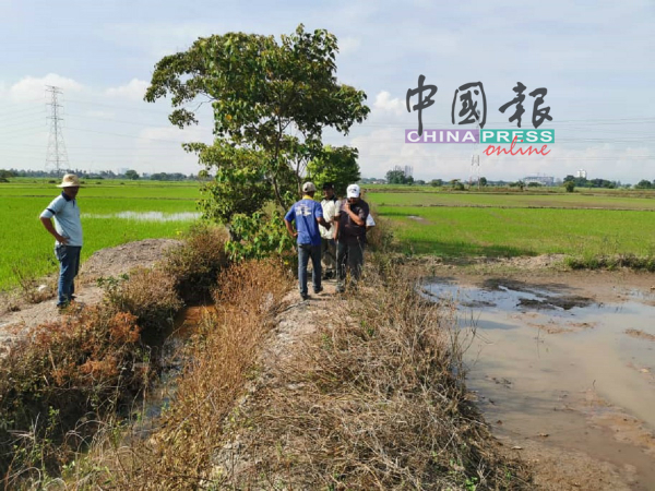 南眉登亚一片稻田的排水沟近期将被地主盖上建屋子，令农民担心灌溉工作受影响。