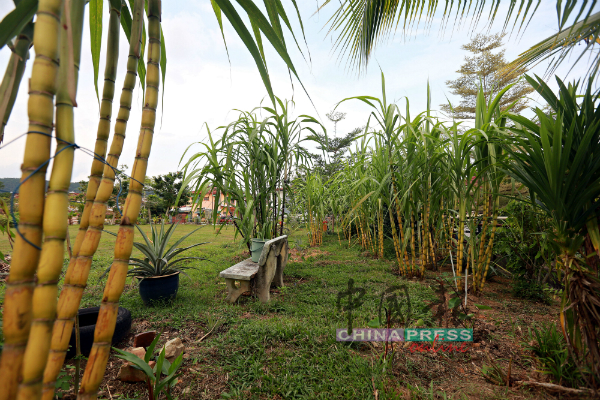 居民种植的甘蔗颇有收成，自家种植可放心食用。