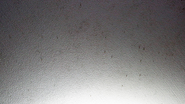 天花板出现不少形状大小如米粒的小虫。