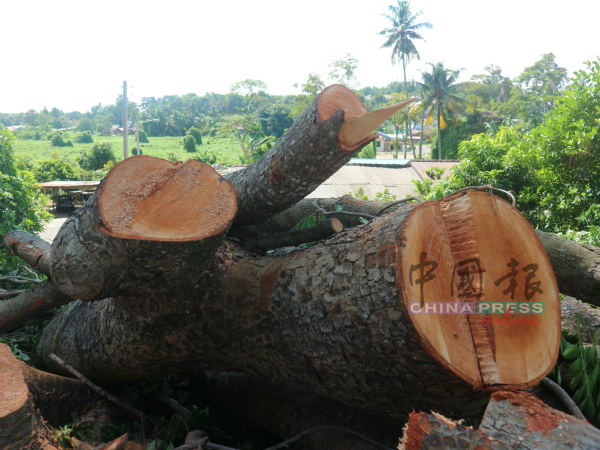 大树的树龄超过20年，砍掉非常可惜。