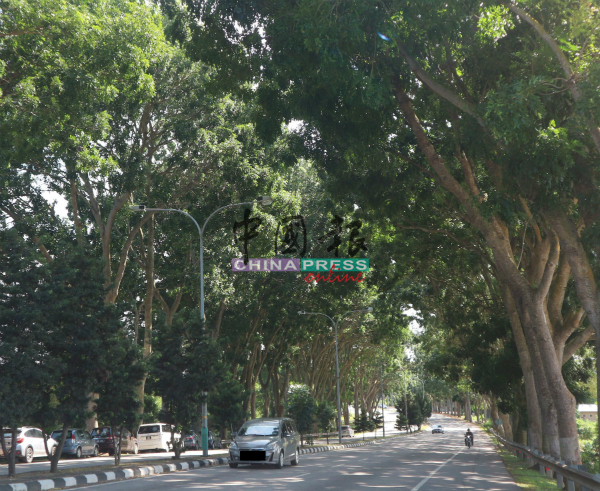 甲历史城市政厅因安全的种种因素，开始砍伐浮罗加东大路路口两旁的非洲桃花心木。