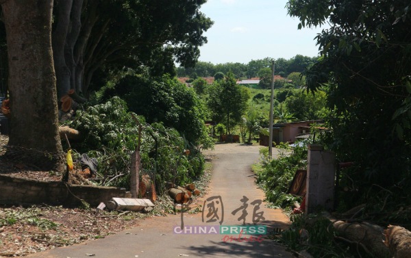 马来甘榜的入口两旁，留下砍伐的树木没有清理，阻碍出入。
