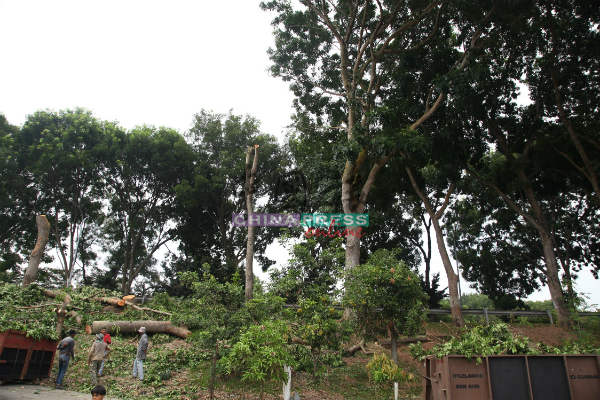 甲历史城市政厅砍伐浮罗加东大路两旁的大树，以免大树倒下伤及市民。