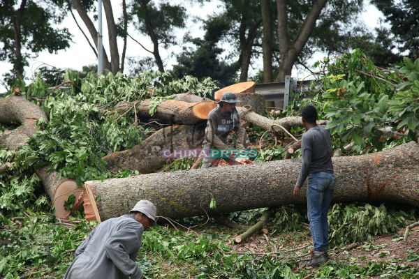周敬程将要求砍树承包商依据安全程序施工。