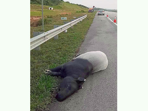 野生动物死于公路意外，当中以马来貘居多。
