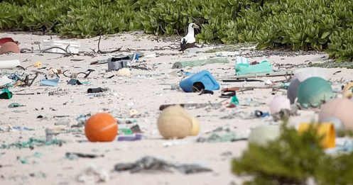 堪称全球最后一块净土 亨德森岛堆满塑料垃圾