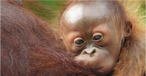 实蒙谷保育中心报喜   母猿“米娜”诞人猿宝宝
